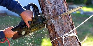 Best Hedge Trimming  in South El Monte, CA