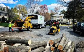 Best Tree Risk Assessment  in South El Monte, CA