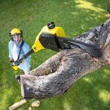 How Our Tree Care Process Works  in  South El Monte, CA