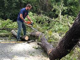 How Our Tree Care Process Works  in  South El Monte, CA