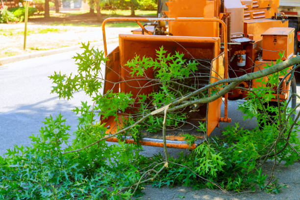Best Lawn Mowing  in South El Monte, CA