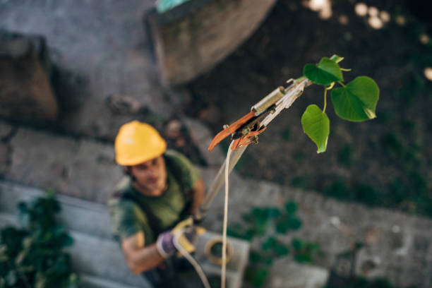 Best Firewood Processing and Delivery  in South El Monte, CA