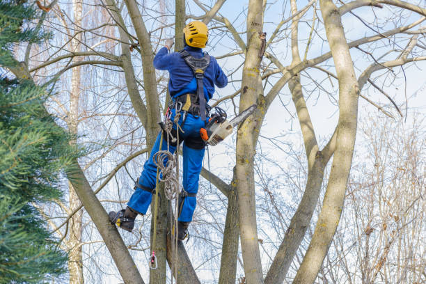 Reliable South El Monte, CA Tree Services Solutions