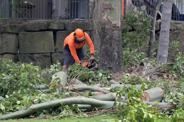 Reliable South El Monte, CA Tree Services Solutions