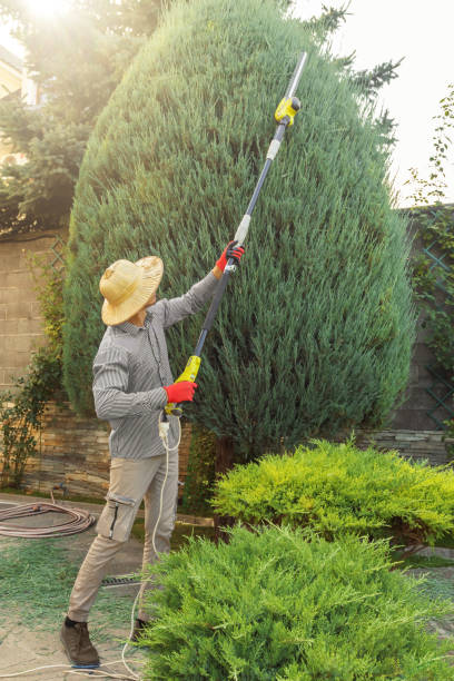 Best Lawn Disease Treatment  in South El Monte, CA