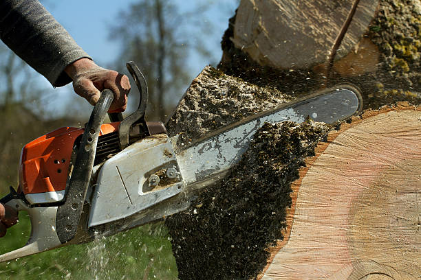 Best Tree and Shrub Care  in South El Monte, CA